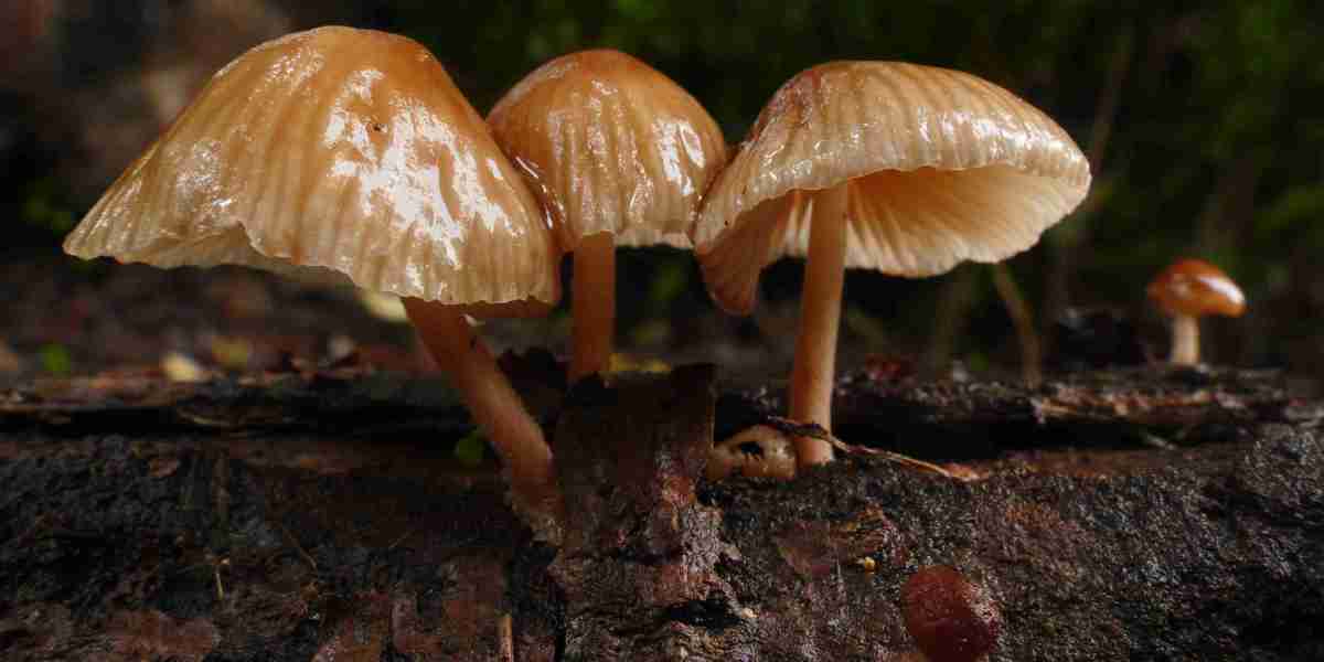 Benefits of Cordyceps Militaris: The Athlete's Mushroom and Nature's Energy Booster