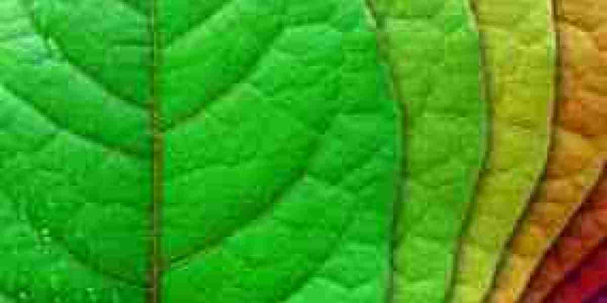 Jackfruit: The Tropical Superfruit Gaining Global Popularity