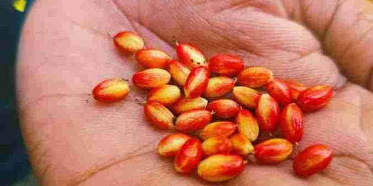 Botanical Characteristics of Erythroxylum Coca Seeds