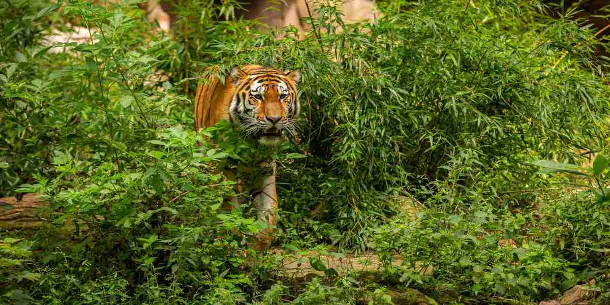 Luxury Sariska Safari Accommodation Stays
