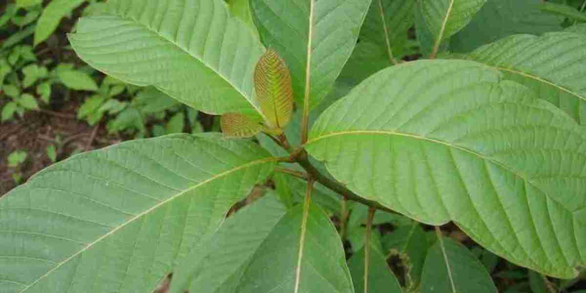 Stores With Kratom Near Me: How to Find a Trusted Source for Quality Products