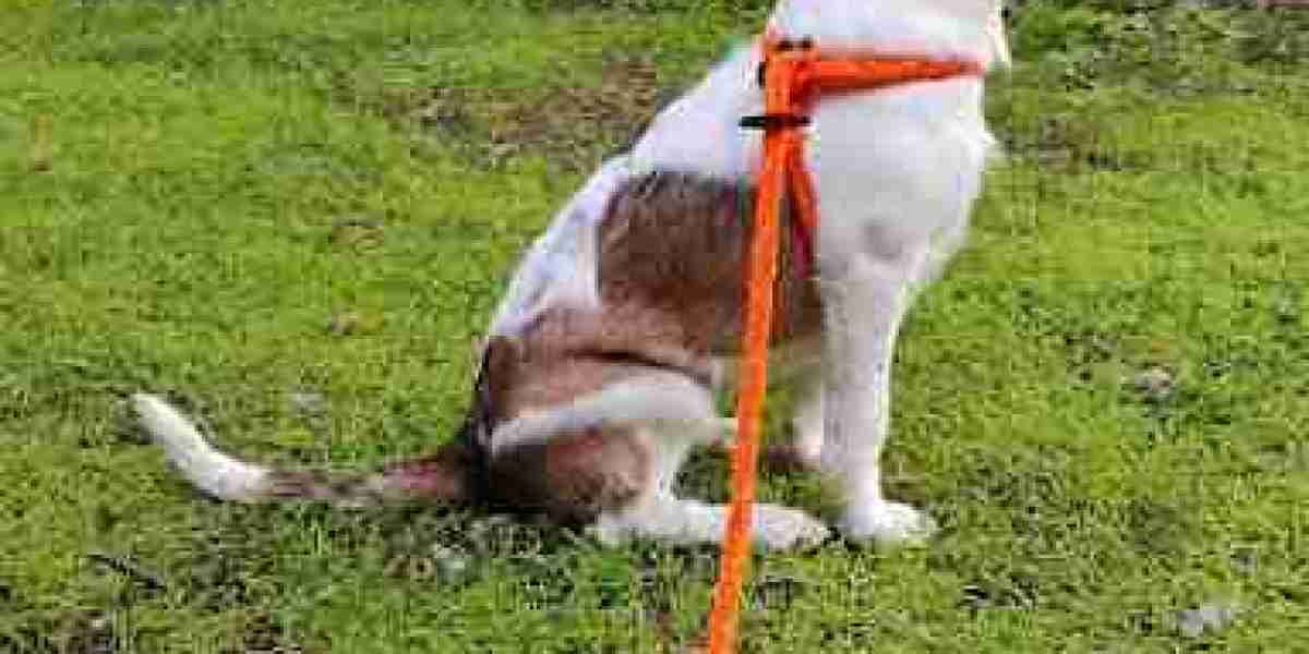 Proactive Pet Wellness: Keeping Your Companion Healthy in Southern New Hampshire