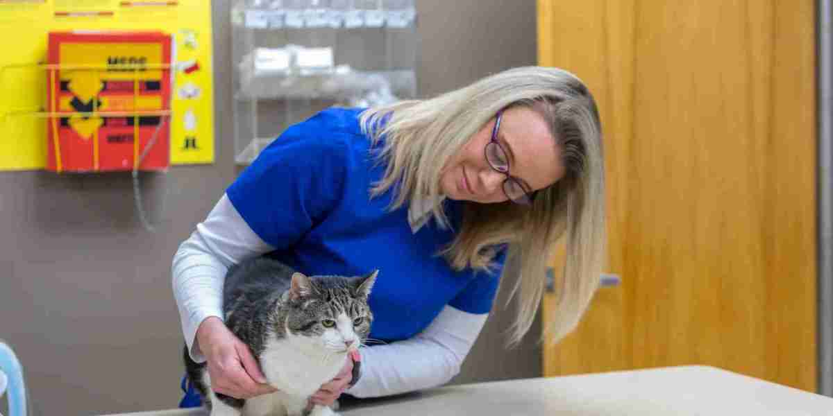 A Lifetime of Wellness: Essential Veterinary Care Tips for Your Pet