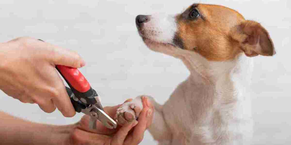 Dog Nail Trimming: A Complete Guide to Keeping Your Dog's Nails Healthy