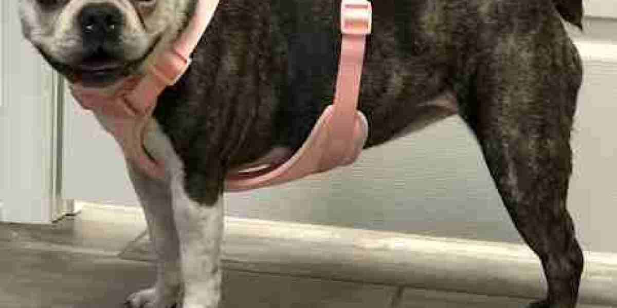 Keeping Your Canine Healthy: Essential Veterinary Care Tips for Tupelo Pet Parents