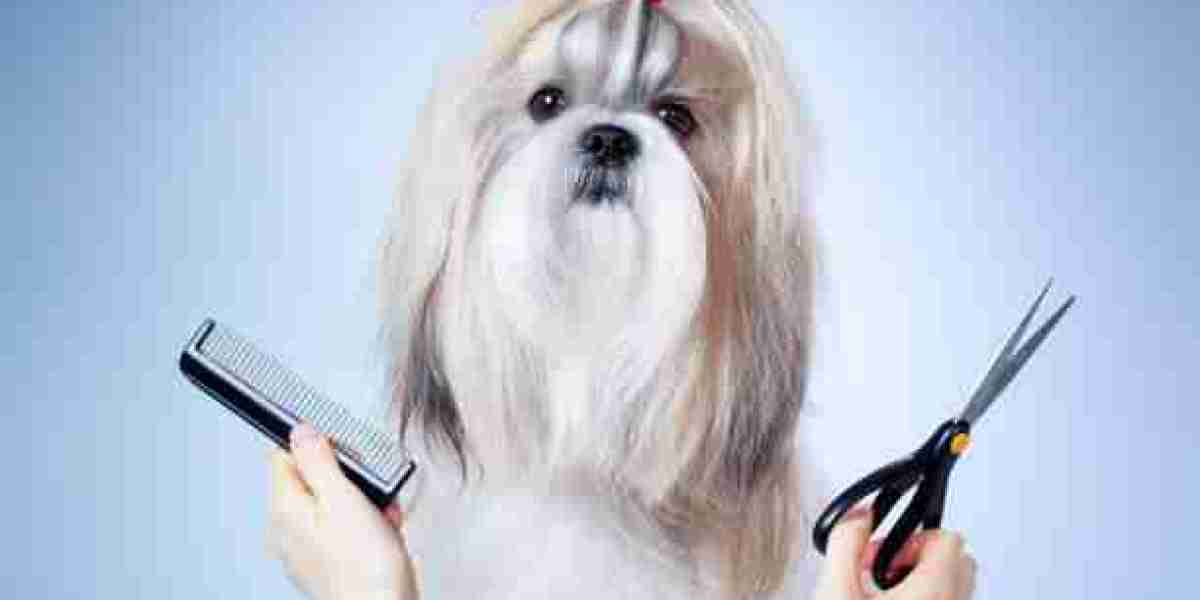 7 Signs Your Dog Is Overdue for a Haircut