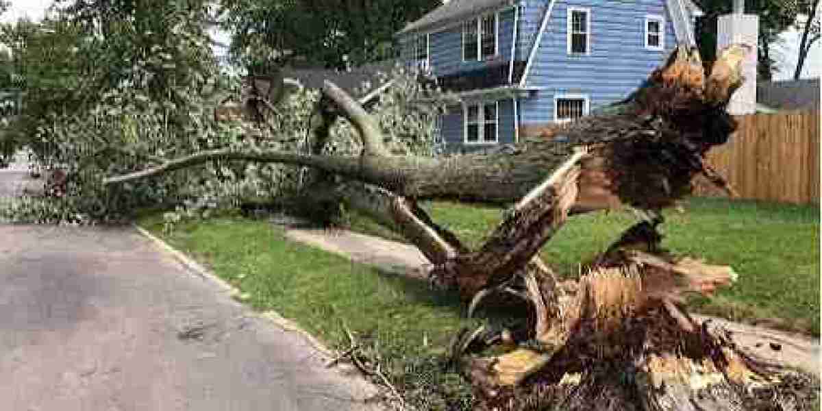 Tree Stump Removal Service: A Complete Guide to Safe and Effective Stump Removal