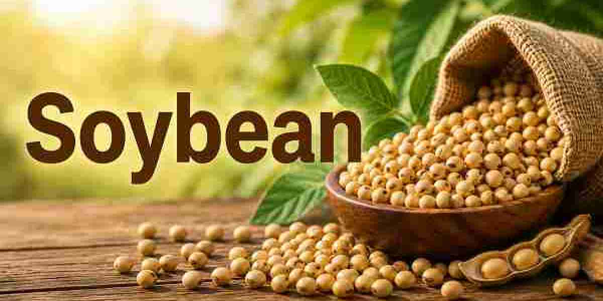 Soybean Price Trend | Understanding Market Movements, Demand, Supply, and Future Price Outlook