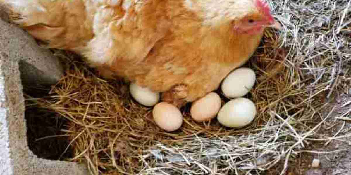Buff Brahma Chicken Eggs: A Complete Guide to This Gentle Giant Breed