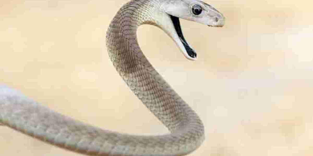 Global Snake Antivenom Market Driven by Increasing Snakebite Incidence and Public Health Investments