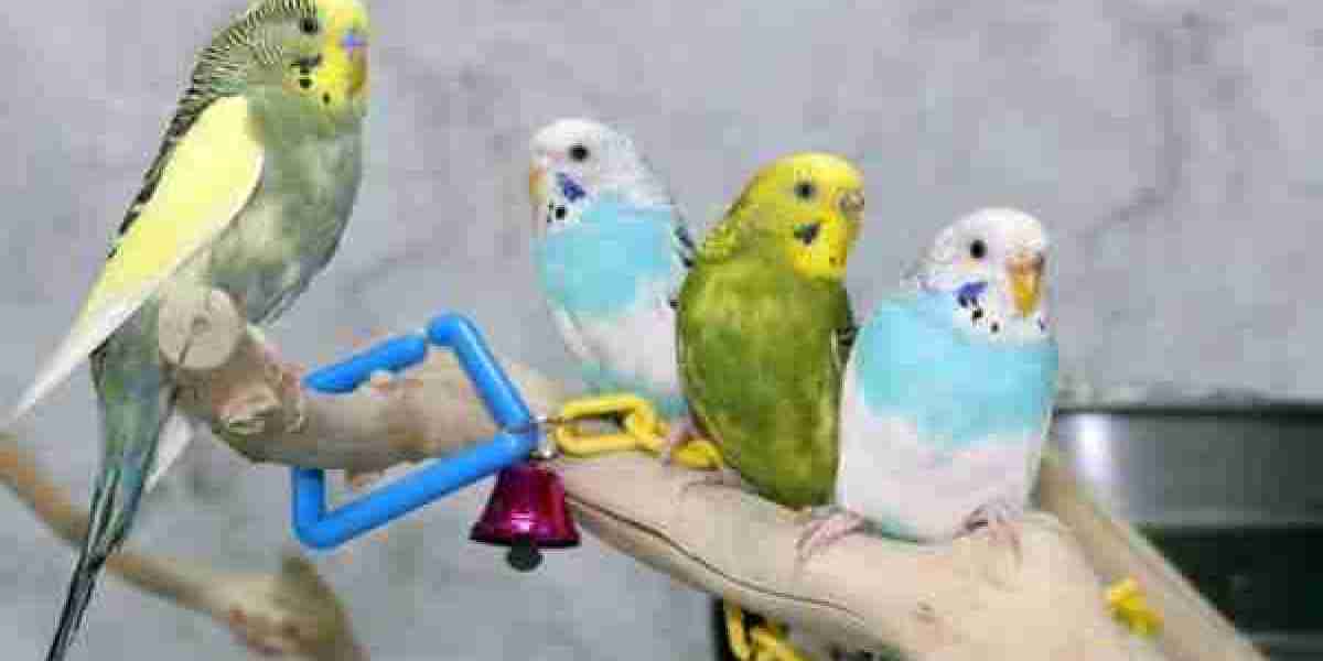 How Much Does a Parrot for Sale Cost and What Care Does It Need Across the USA