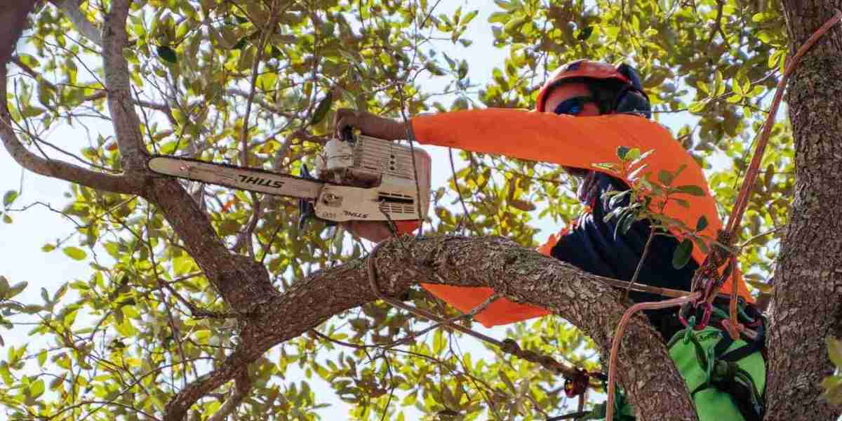 Residential and Commercial Tree Care in Sacramento, CA: Bruno Ferazza Tree Service