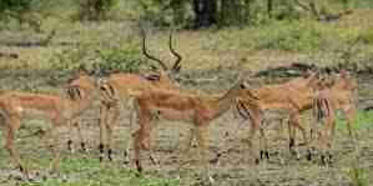 The Ultimate Romantic Escape: Designing Your Dream Honeymoon in Tanzania